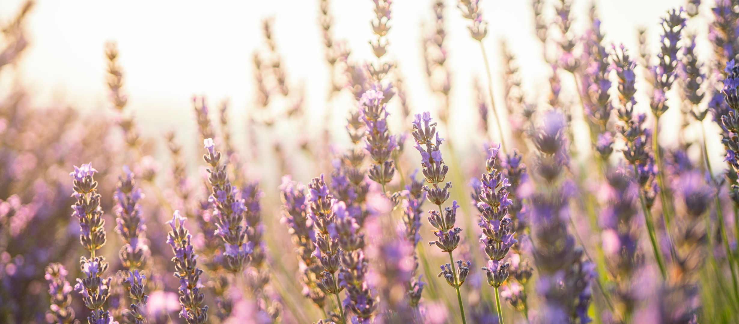Flores de lavanda iluminadas pelo sol